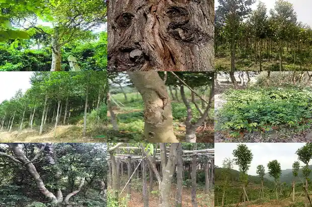 沉香树那个品种好1686356112572 沉香树那个品种好1686356112572