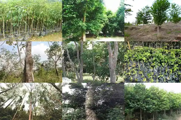 沉香树那个品种好1686356112620 沉香树那个品种好1686356112620