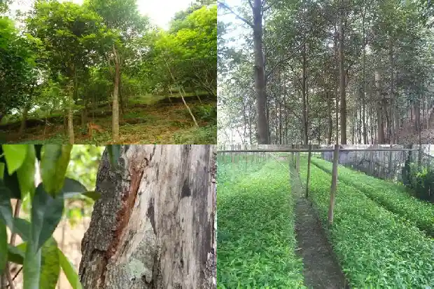 沉香树那个品种好1686356112667 沉香树那个品种好1686356112667