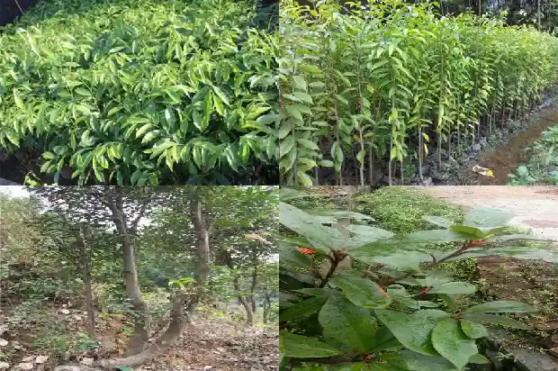 沉香树长虫1686442256885 沉香树长虫1686442256885