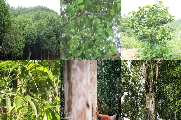 沉香树结香药水大全1686442295234 沉香树结香药水大全1686442295234
