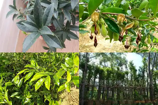 沉香树结香药水大全1686442295281 沉香树结香药水大全1686442295281