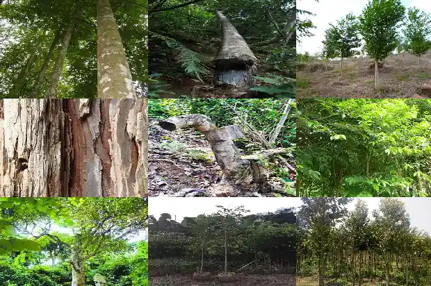 沉香树结香药水大全1686442295329 沉香树结香药水大全1686442295329