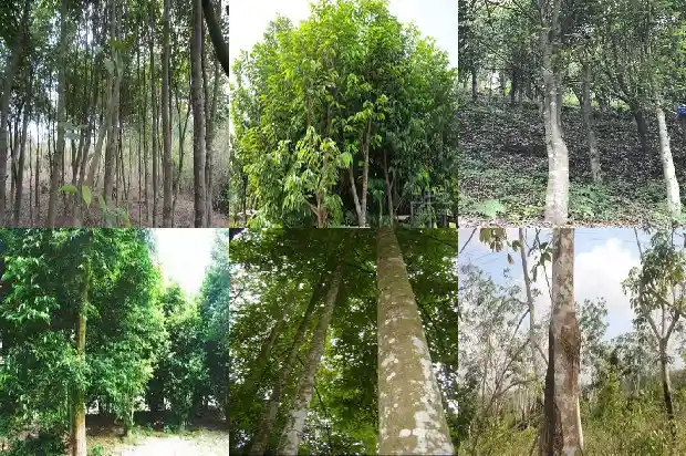 沉香树结香药水大全1686442295376 沉香树结香药水大全1686442295376