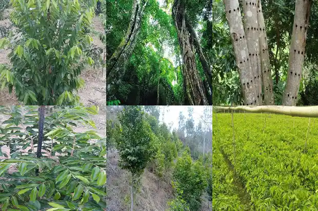 沉香树苗圃1686442317247 沉香树苗圃1686442317247