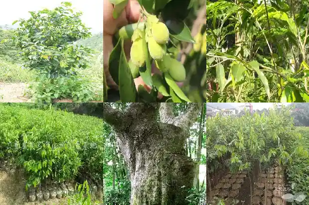 成年沉香树1686442379428 成年沉香树1686442379428