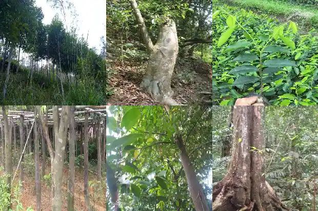 成年沉香树1686442379475 成年沉香树1686442379475