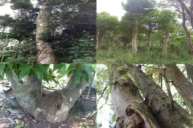 大叶沉香树1686442451028 大叶沉香树1686442451028