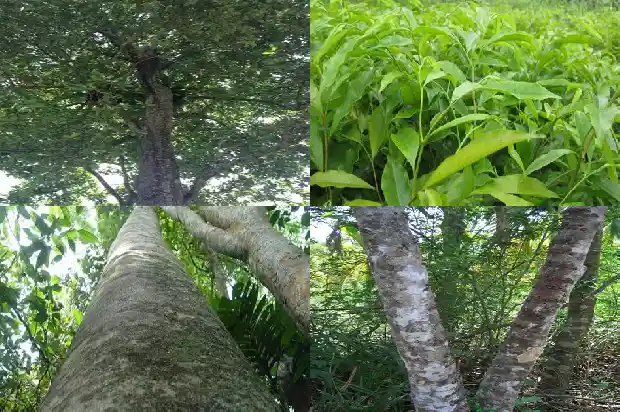 沉香树产量1686442479626 沉香树产量1686442479626