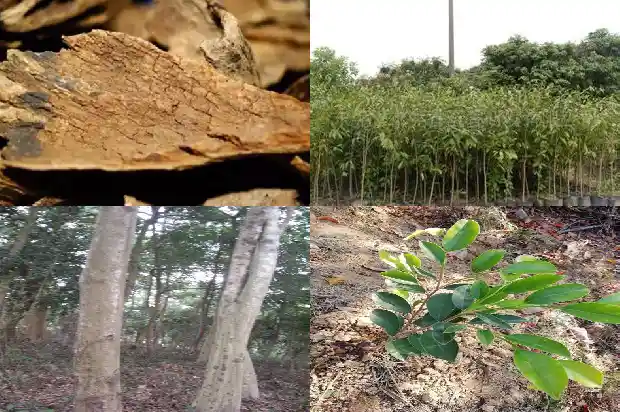 沉香树有几种?1686442512638 沉香树有几种?1686442512638