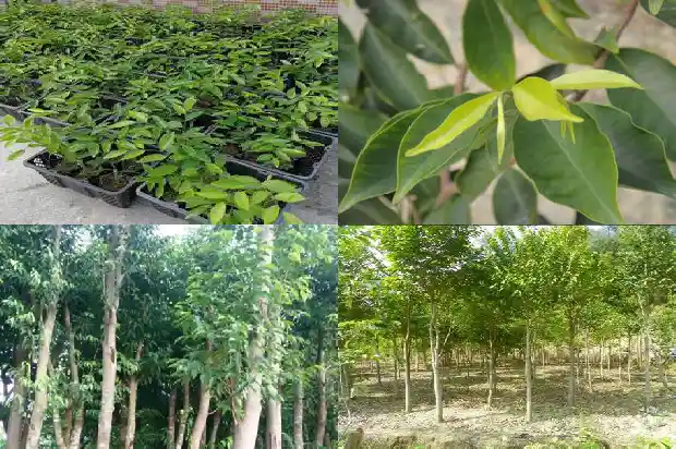 沉香树有几种?1686442512779 沉香树有几种?1686442512779