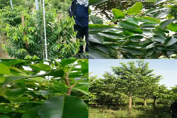 沉香树钻孔1686442538788 沉香树钻孔1686442538788