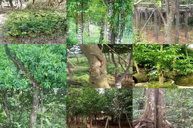 沉香树原木1686528604483 沉香树原木1686528604483