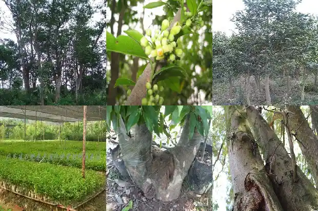 沉香树原木1686528604528 沉香树原木1686528604528