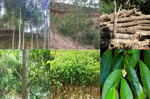 沉香每克价格1692663005581 沉香每克价格1692663005581