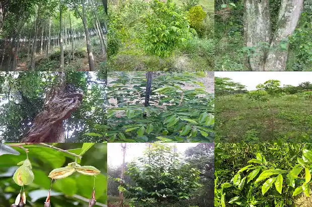 其南沉香树1686528689103 其南沉香树1686528689103
