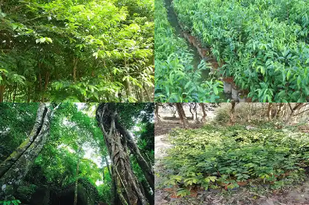 其南沉香树1686528689199 其南沉香树1686528689199