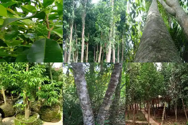 沉香树多高1686528715631 沉香树多高1686528715631