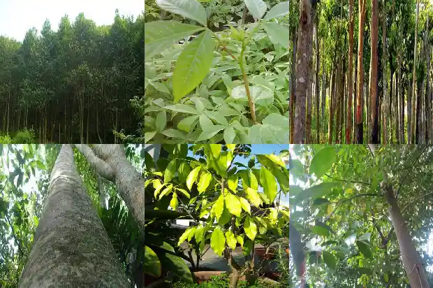 沉香树多高1686528715727 沉香树多高1686528715727
