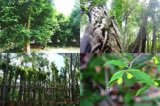 我的沉香树1686528748664 我的沉香树1686528748664