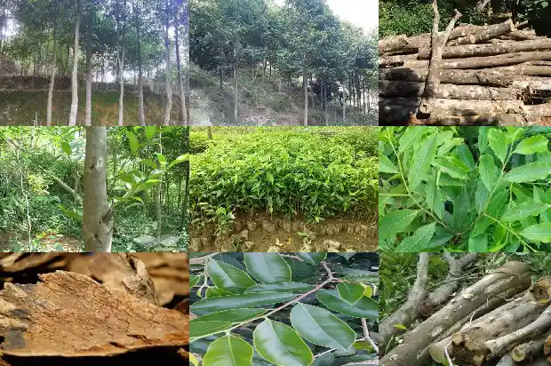 沉香树功效与作用1686528777281 沉香树功效与作用1686528777281