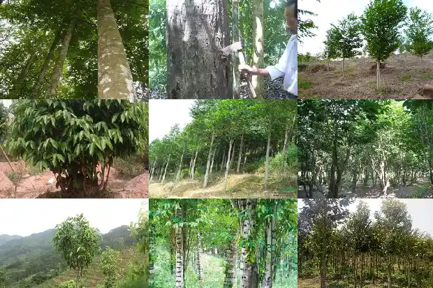 沉香的真实价格1691885460074 沉香的真实价格1691885460074
