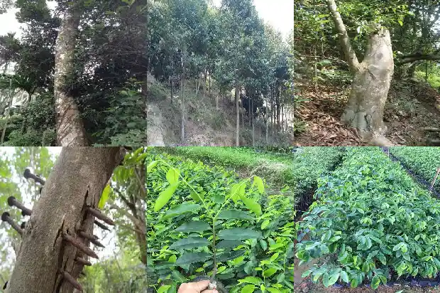沉香树锯痕1686528843840 沉香树锯痕1686528843840