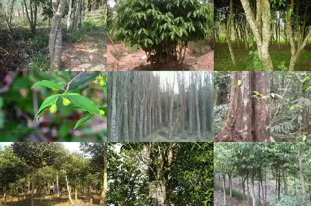 沉香树锯痕1686528843888 沉香树锯痕1686528843888