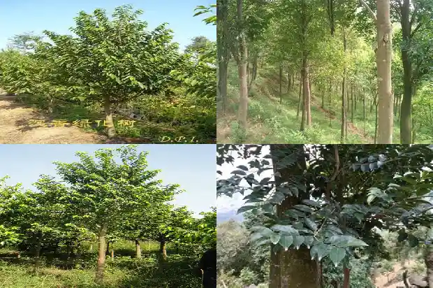 其楠沉香树1686528902335 其楠沉香树1686528902335