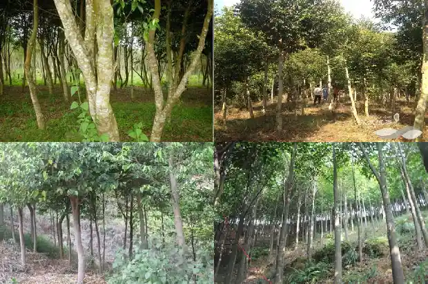 奇楠沉香树种了有哪用处1694477360619 奇楠沉香树种了有哪用处1694477360619