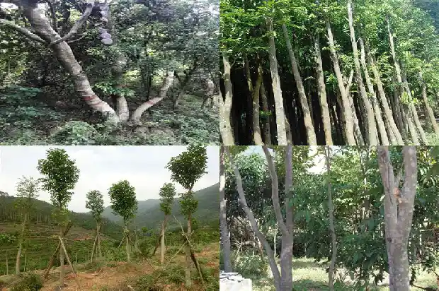 沉香手串售价1693440589355 沉香手串售价1693440589355