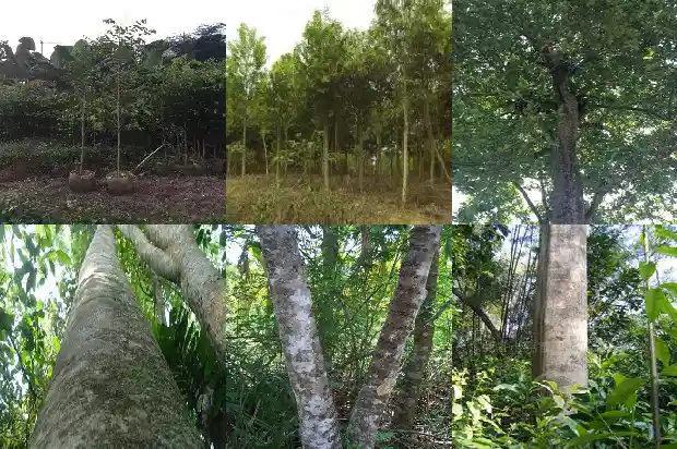 沉香树行情1686614993979 沉香树行情1686614993979