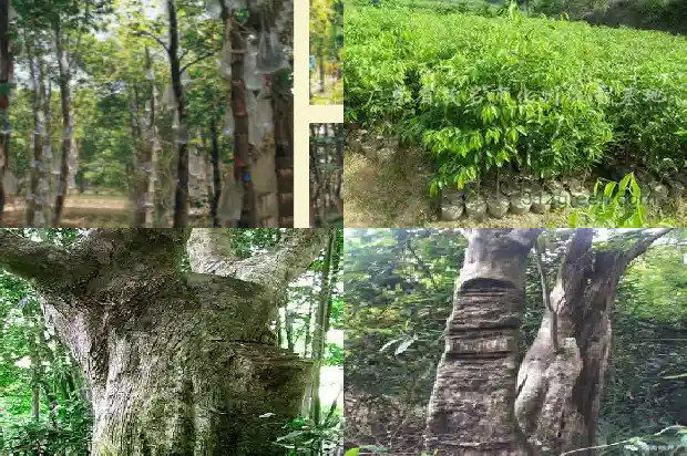 沉香树行情1686614994027 沉香树行情1686614994027