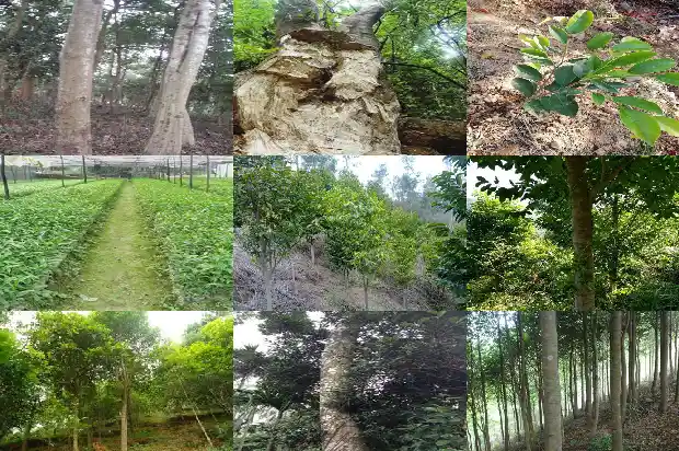 沉香树油1686615222625 沉香树油1686615222625