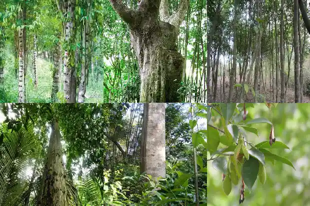 沉香树油1686615222673 沉香树油1686615222673