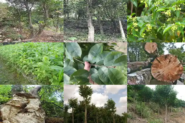 柬埔寨黄奇楠沉香价值1686615310180 柬埔寨黄奇楠沉香价值1686615310180