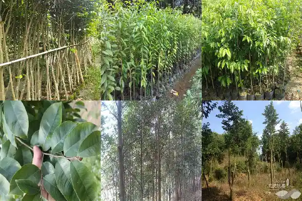 沉香的价钱1691712554050 沉香的价钱1691712554050