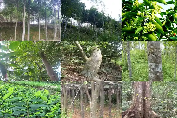 达拉干沉水沉香克价1686615380386 达拉干沉水沉香克价1686615380386