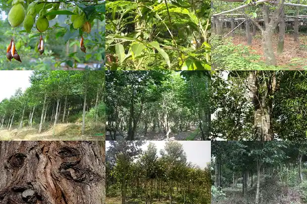 达拉干沉水沉香克价1686615380434 达拉干沉水沉香克价1686615380434