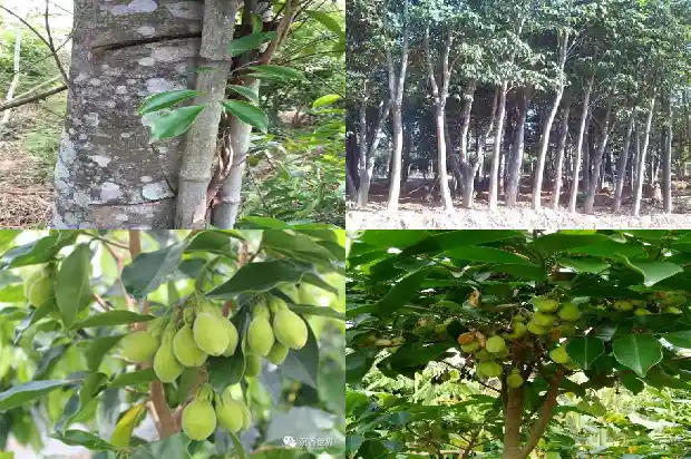 达拉干沉水沉香克价1686615380482 达拉干沉水沉香克价1686615380482