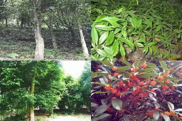 108颗沉香手串市场价1694045339997 108颗沉香手串市场价1694045339997