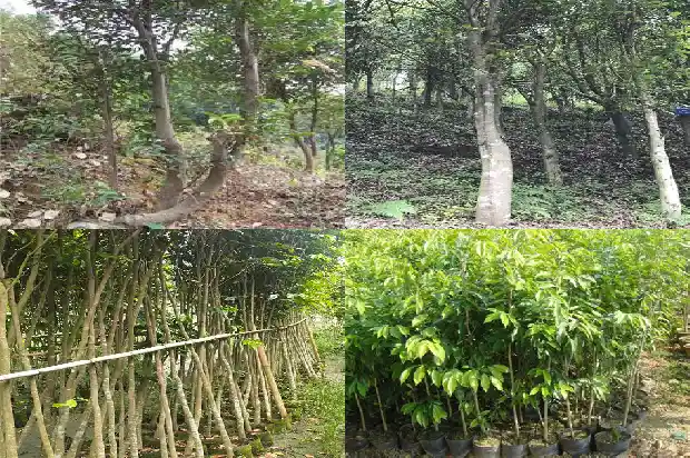 金丝楠沉香木价值1686701448388 金丝楠沉香木价值1686701448388