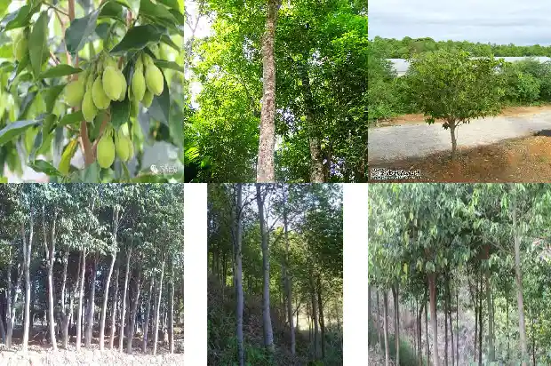 金丝楠沉香木价值1686701448434 金丝楠沉香木价值1686701448434