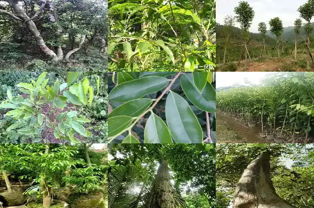 加里曼丹沉香线香价格1691107850502 加里曼丹沉香线香价格1691107850502