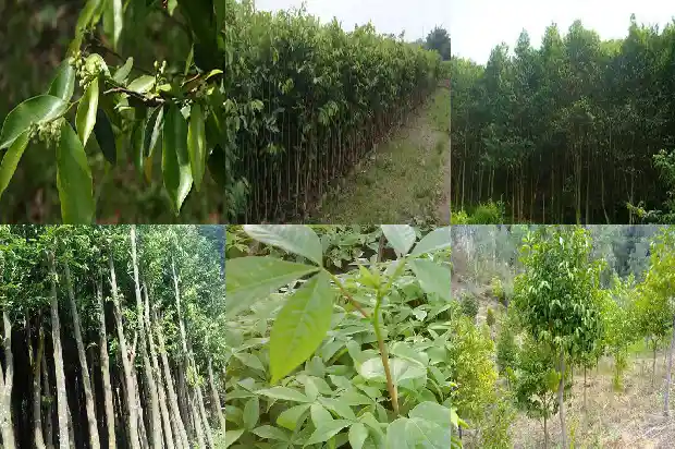 沉香化石价值上亿1686701516883 沉香化石价值上亿1686701516883