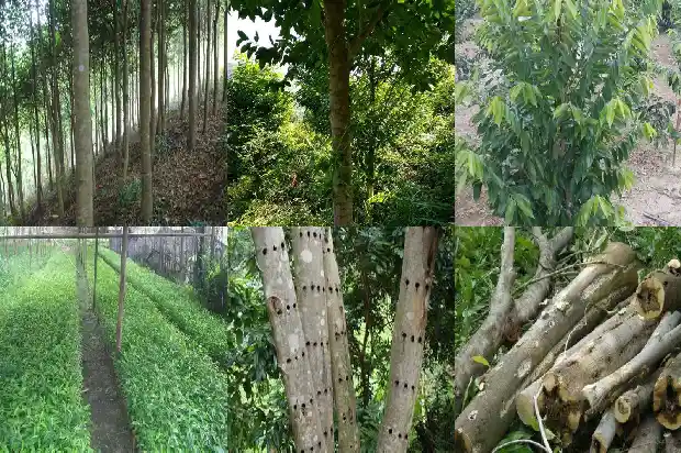 树心奇楠沉香的特征1686701577329 树心奇楠沉香的特征1686701577329