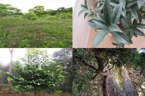 达拉干沉香的价值1686701611081 达拉干沉香的价值1686701611081