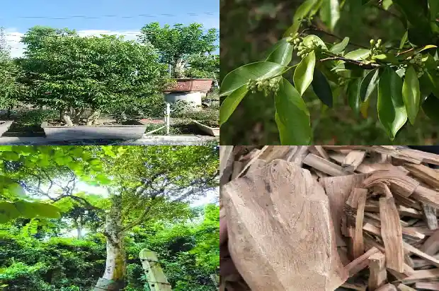 达拉干沉香的价值1686701611128 达拉干沉香的价值1686701611128