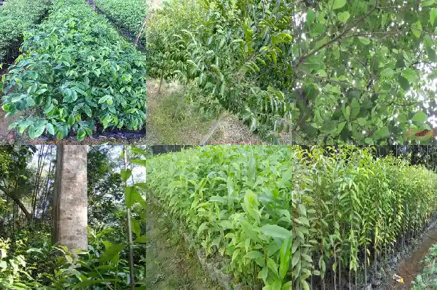 达拉干沉香的价值1686701611176 达拉干沉香的价值1686701611176