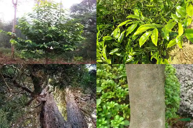 越南富森红土沉香的克价1686701638882 越南富森红土沉香的克价1686701638882